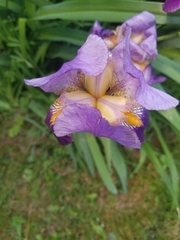 Iris × germanica