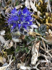 Veronica alaskensis