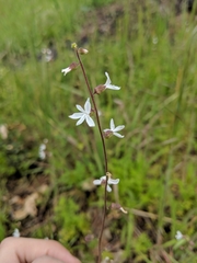 Lithophragma heterophyllum