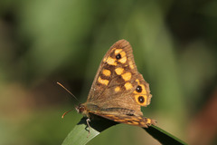 Pararge aegeria aegeria