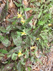 Erythronium americanum