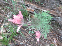Castilleja purpurea