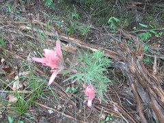 Castilleja purpurea