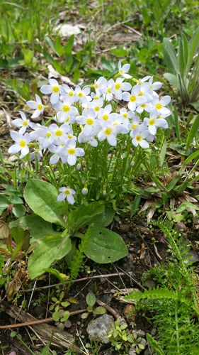 azure bluet