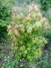 Acer laetum