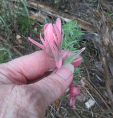 Castilleja purpurea