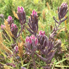 Chloropyron maritimum