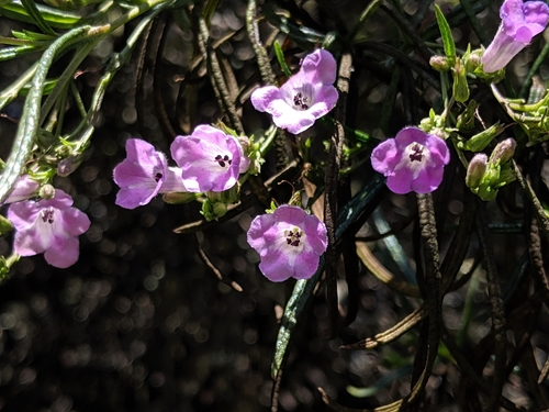Image of Eriodictyon altissimum by no rights reserved