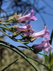 Eriodictyon altissimum