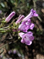 Eriodictyon altissimum