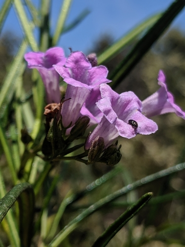 Image of Eriodictyon altissimum by no rights reserved