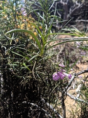 Eriodictyon altissimum