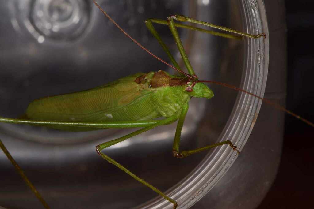 Horatosphaga stylifera