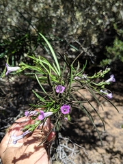 Eriodictyon altissimum