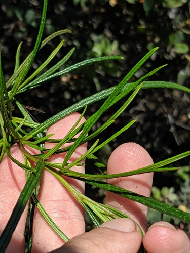 Image of Eriodictyon altissimum by no rights reserved
