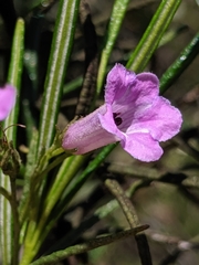 Eriodictyon altissimum