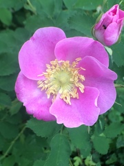 Rosa pisocarpa