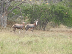 Damaliscus pygargus phillipsi