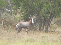 Damaliscus pygargus phillipsi