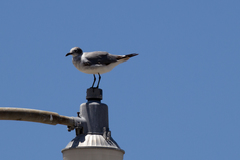 Leucophaeus atricilla
