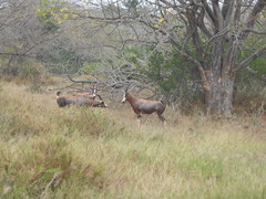 Damaliscus pygargus phillipsi