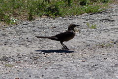 Quiscalus mexicanus