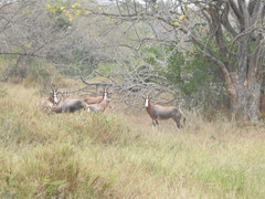 Damaliscus pygargus phillipsi