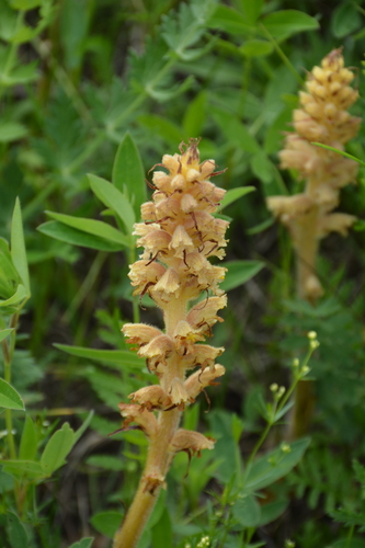 Image of Orobanche bartlingii by no rights reserved