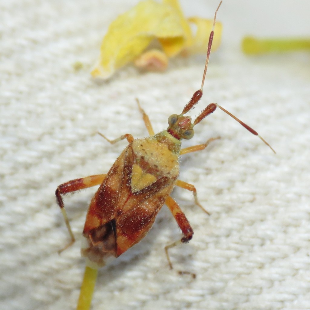 Neurocolpus montanus