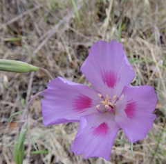 Clarkia gracilis sonomensis