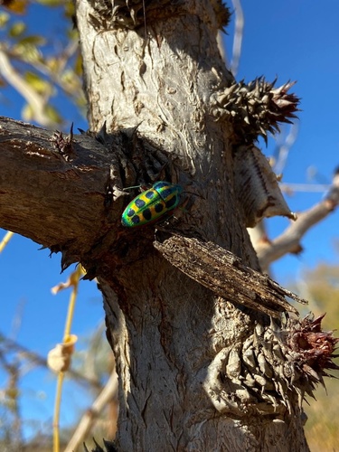 Rainbow Shield Bug