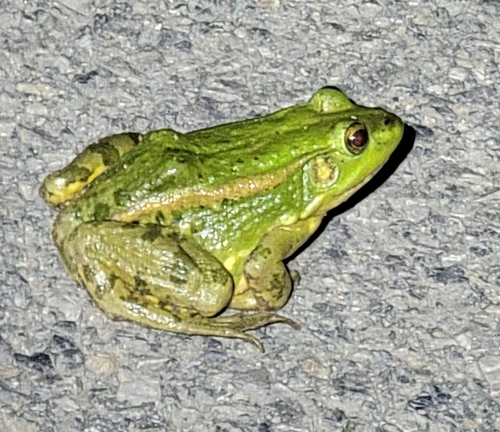 Eastern Golden Frog