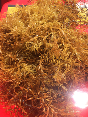 Sargassum horneri