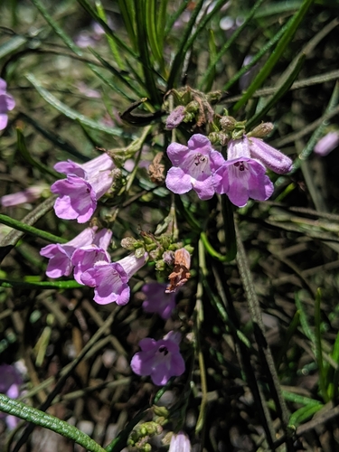 Image of Eriodictyon altissimum by no rights reserved