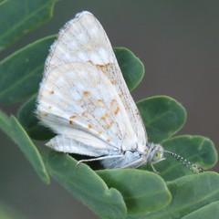 Apodemia palmerii