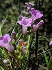 Eriodictyon altissimum