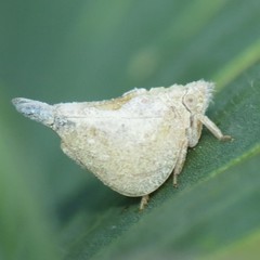 Mistharnophantia