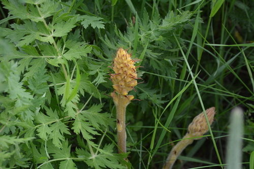 Image of Orobanche bartlingii by no rights reserved