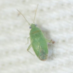 Phymatopsallus