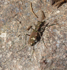 Cicindela sylvicola