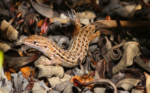 Western Psammodromus, Portugal, photo 7 of 10