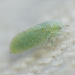 Aphalaroida spinifera