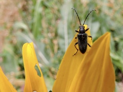 Brachysomida californica