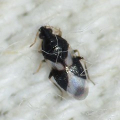 Orius tristicolor