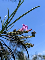 Eriodictyon altissimum