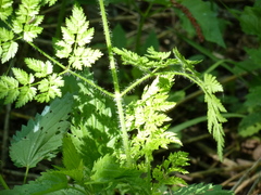 Chaerophyllum prescottii