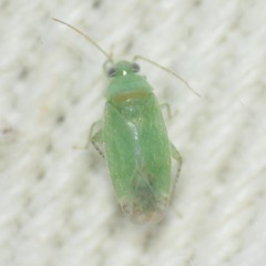Phymatopsallus