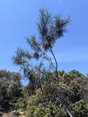 Eriodictyon altissimum