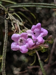 Eriodictyon altissimum