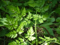 Chaerophyllum prescottii